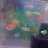 فروش ماهی اکواریوم تزئینی تک و تعداد|ماهی|پاکدشت, پاکدشت (مامازند)|دیوار