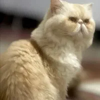 گربه پرشین فلت برای جفتگیری