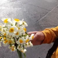 گل نرگس|گل و گیاه طبیعی|بیرجند, |دیوار