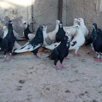 کفتر|پرنده|شیراز, دارالرحمه|دیوار