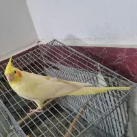 عروس هلندی|پرنده|کاشمر, |دیوار