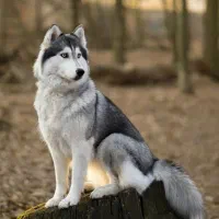 سگ هاسکی نروماده