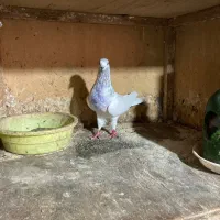 کفتر های پرشی و جوجه کشی