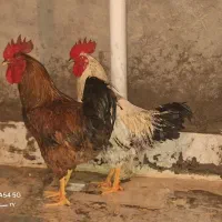 ۲عدد خروس ۷ ماهه صحیح و سالم