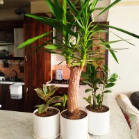 گل‌های آپارتمانی