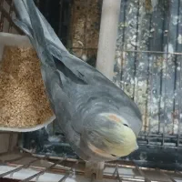 عروس هلندی|پرنده|تهران, شکیبا|دیوار