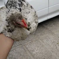 جوجه محلی گلین چهل تاج و لاری
