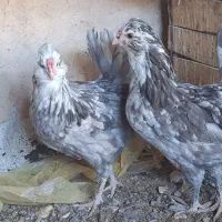 جوجه گلین|حیوانات مزرعه|مبارکه, |دیوار