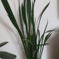 گل زیبا|کلکسیون و سرگرمی|شاهرود, |دیوار