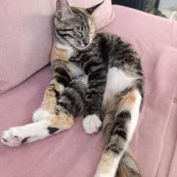 گربه ماده ۸ماهه .اسم میشا|گربه|چناران, |دیوار