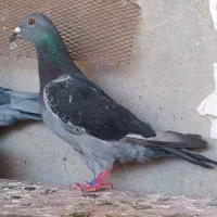 پلاکی تعویض با مرغ عشق