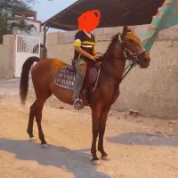 اسب مادیان کرد|اسب و تجهیزات اسبسواری|بوشهر, |دیوار