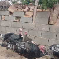 بوقلمون