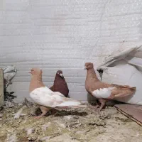 کبوتر سرک|پرنده|شیراز, عادل آباد|دیوار