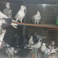 تعداد۷۰ طوق کفتر دونه ای۲۰۰