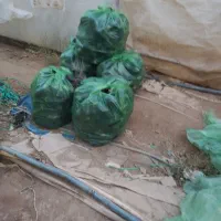 بادمجان|حراج|یزد, |دیوار