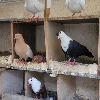 فروش ۶ عدد جوجه کبوتر