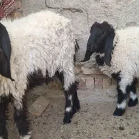 میش لتکی و بره