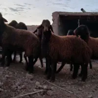 گوسفند نر|حیوانات مزرعه|بوئین زهرا, |دیوار