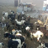 کهره‌بیگ‌چاق‌سرآخورکیلو۵۶۵درحوالی‌باغملک