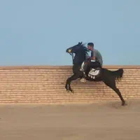 اسب|اسب و تجهیزات اسبسواری|آباده, |دیوار