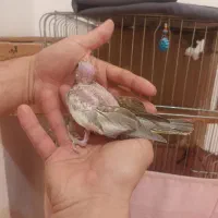 عروس هلندی جفت|پرنده|شفت, |دیوار