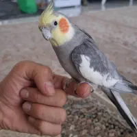 عروس هلندی دستی