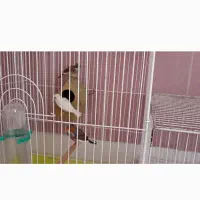 نداشتن جا|پرنده|آران و بیدگل, |دیوار