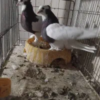 سوسنی ..طوقی