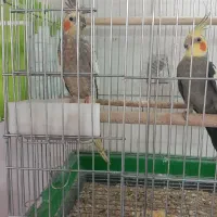 عروس  هلندی