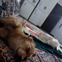 واگذاری دوعدد توله سگ پا کوتاه