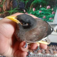 جوجه مینا ۲ ماهه|پرنده|تهران, هرندی|دیوار