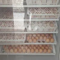 تخم نطفه دار از شما دستگاه جوجه کشی از ما