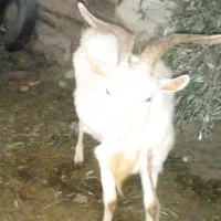 بز   نژاد سانن  دو رآس  پاجن  ا|حیوانات مزرعه|توتکابن, |دیوار