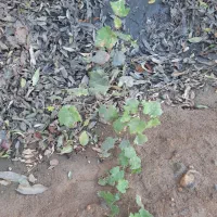 نهال بادام ،انگور،هیوا،سیب|گل و گیاه طبیعی|خسروشاه, |دیوار