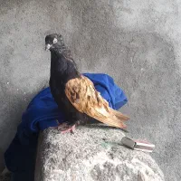 کبوتر افغانی|پرنده|بهبهان, |دیوار