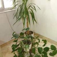 گل  طبیعی فروشی