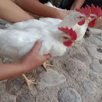 3عدد نیمچه خروس