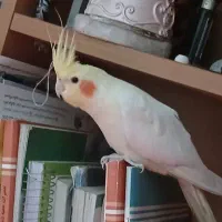 عروس هلندی نر سالم