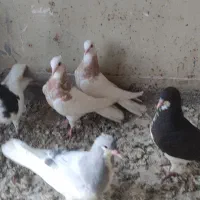 جوجه ساده اصلی