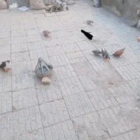 کبوتر فروشی