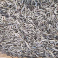 میگو صید روز