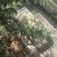 تاکسی گردشی بی رنگ