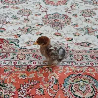 فروش جوجه خانگی