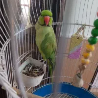 طوطی ملنگو|پرنده|کاشان, فاز ۲ ناجی آباد|دیوار