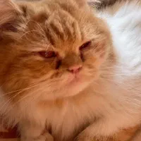 ترکیب پرشین و اسکاتیش