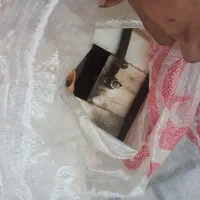 اوجاق گاز تک شوله