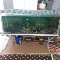 آکواریوم کامل خوشگل چنتا ماهی هم داخلشه سالم سالم