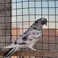 کفتر نر پلنگ|پرنده|محمدشهر, محمدشهر|دیوار