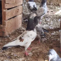 یه چند عدد کبوتر اصل پاکستانی|پرنده|بندر گناوه, |دیوار